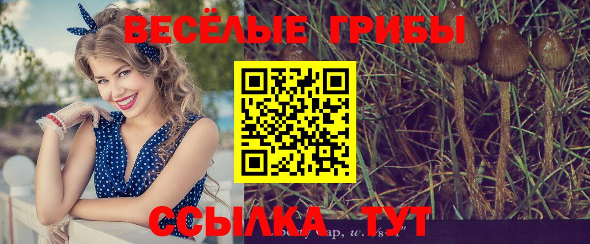 Псилоцибиновые грибы MAGIC MUSHROOMS  Вход с VPN  хочу наркоту  Фрязино 
